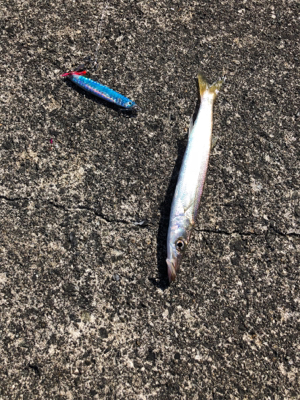 カマスパーティー