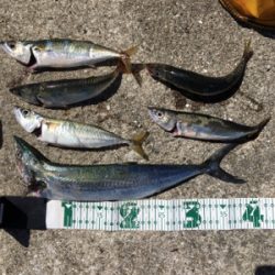 台風明けのムコイチ