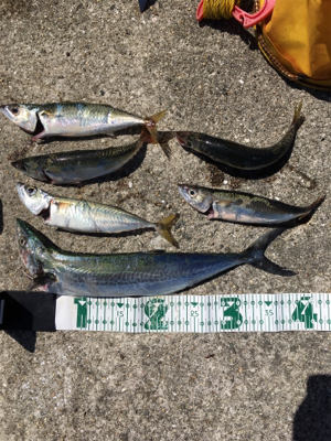 台風明けのムコイチ