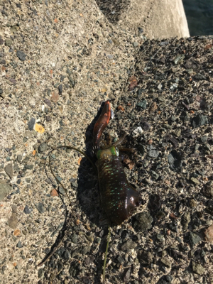 シンコ調査にいきました