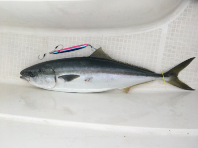 やっとーきたー！