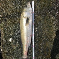 台風後も好調名港デイゲーム