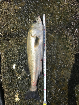 台風後も好調名港デイゲーム