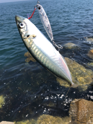 ショアジギ遠征