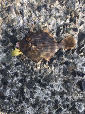 ちょこっとフィッシング！