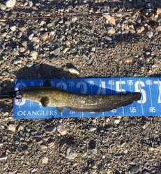 夕方ナマズ釣り