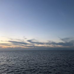 シーズン初タチウオ