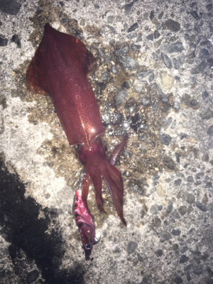 今年初のケンサキ