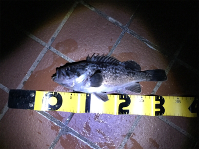 北海道旅行釣行2