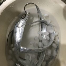 今年初タチウオ