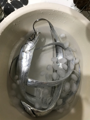 今年初タチウオ