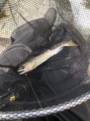 揖保川渓流釣り