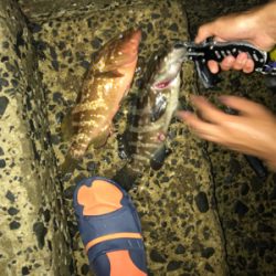 念願の壱岐アジング