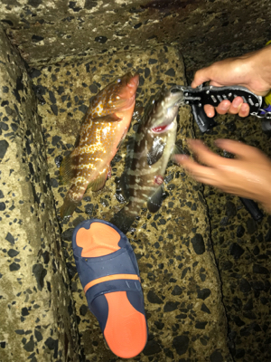 念願の壱岐アジング