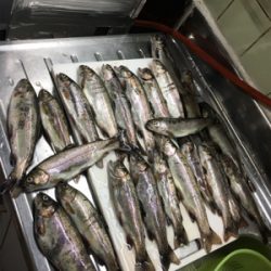 初マス釣り