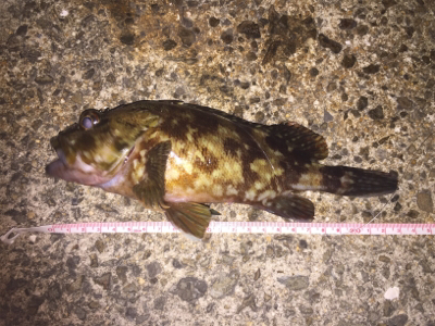 初の淡輪でサンマの切り身でガシラ狙い