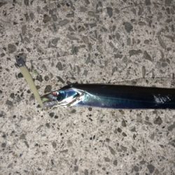 台風後タチウオ