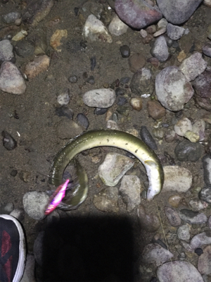 天然のウナギちゃん