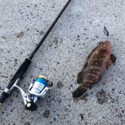 イカ釣りのはずが