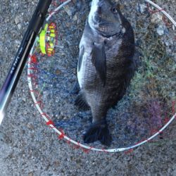 白波と濁りは最高！