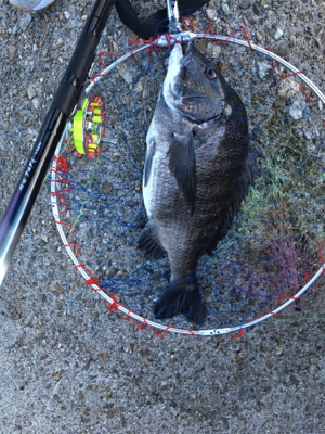 白波と濁りは最高！