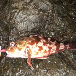 安定のガシラの筈が・・・