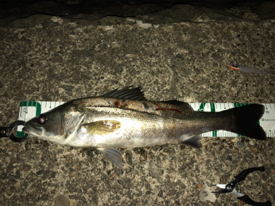 秋田港シーバス、マゴチ