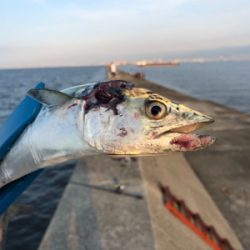 サゴシ一家は何処へやら。