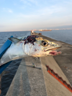 サゴシ一家は何処へやら。