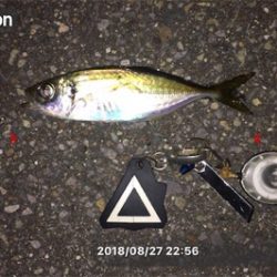 ランガン…ランラン?アジング