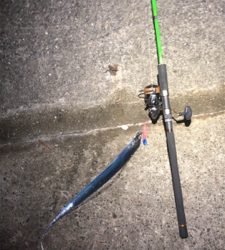 タチウオワインド