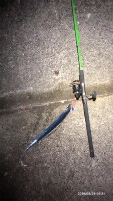 タチウオワインド