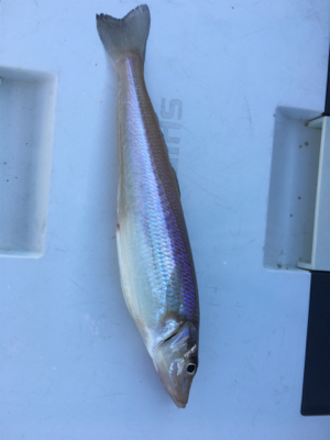 今年のキスはこれで満足！