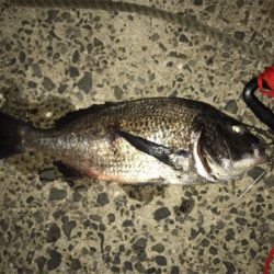 壱岐島釣行2日目