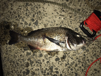 壱岐島釣行2日目