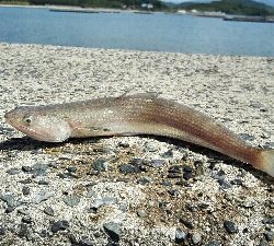 2018年8月28日釣行in船越漁港