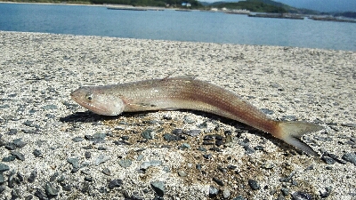 2018年8月28日釣行in船越漁港