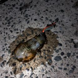 エギングちょい遠征