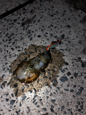 エギングちょい遠征