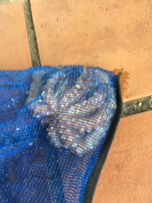 オクトパッシング