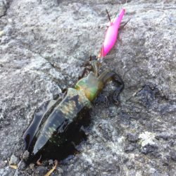 のんびり新子調査