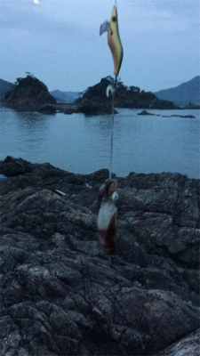 アオリイカ新子いっぱい！