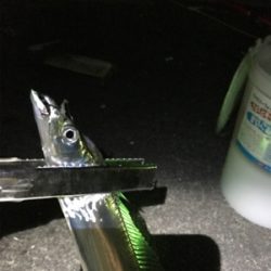 太刀魚のウキ釣り