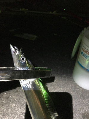 太刀魚のウキ釣り