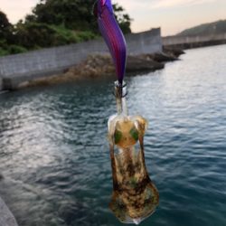 アオリイカ新子調査