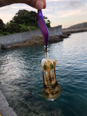 アオリイカ新子調査