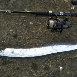 辰巳でタチウオ