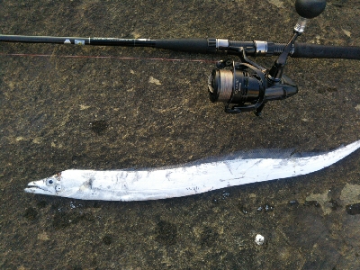 辰巳でタチウオ