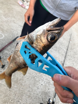 壱岐島釣行最終日