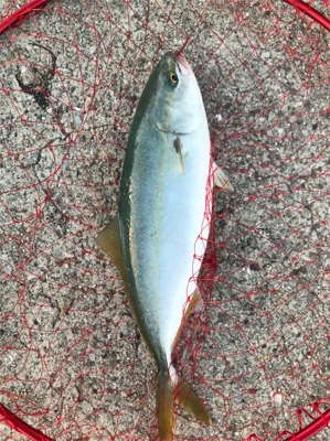 ショアジギング！